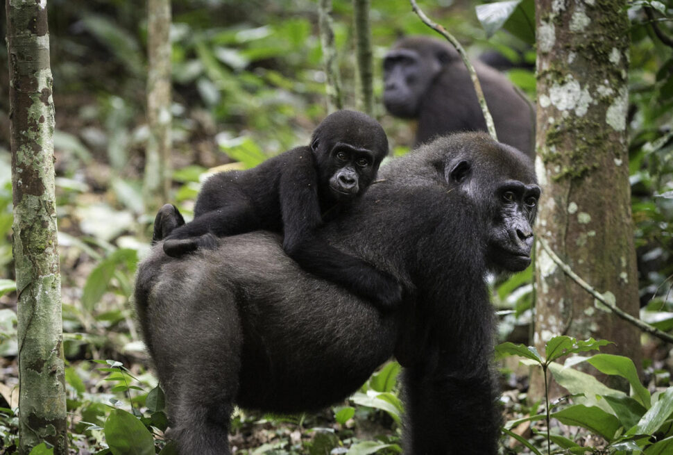 How Much Does Gorilla Trekking Cost
