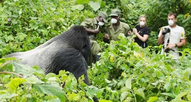 How Much Do All Inclusive Gorilla Trekking Tours Cost?
