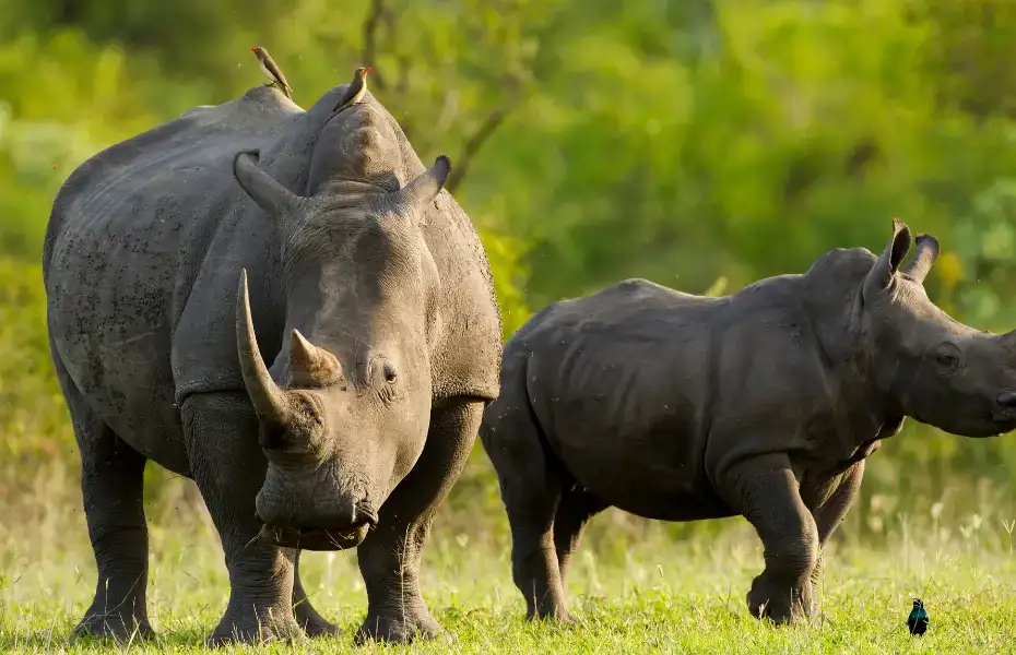 10 Days Uganda Rwanda Gorilla Safaris
