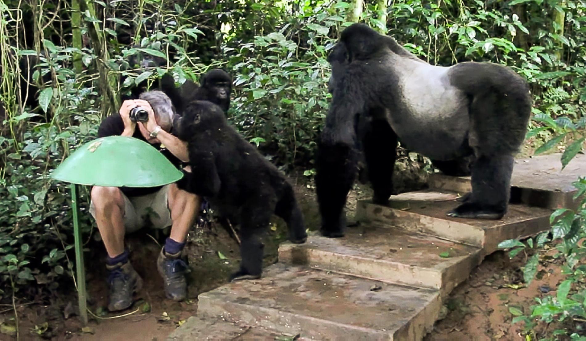 Uganda vs Rwanda: Which All Inclusive Gorilla Tour Is Better?