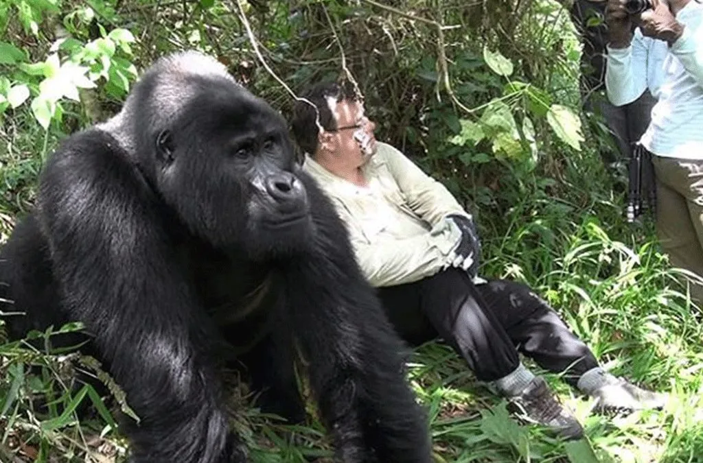 Best All Inclusive Gorilla Trekking Tour Packages