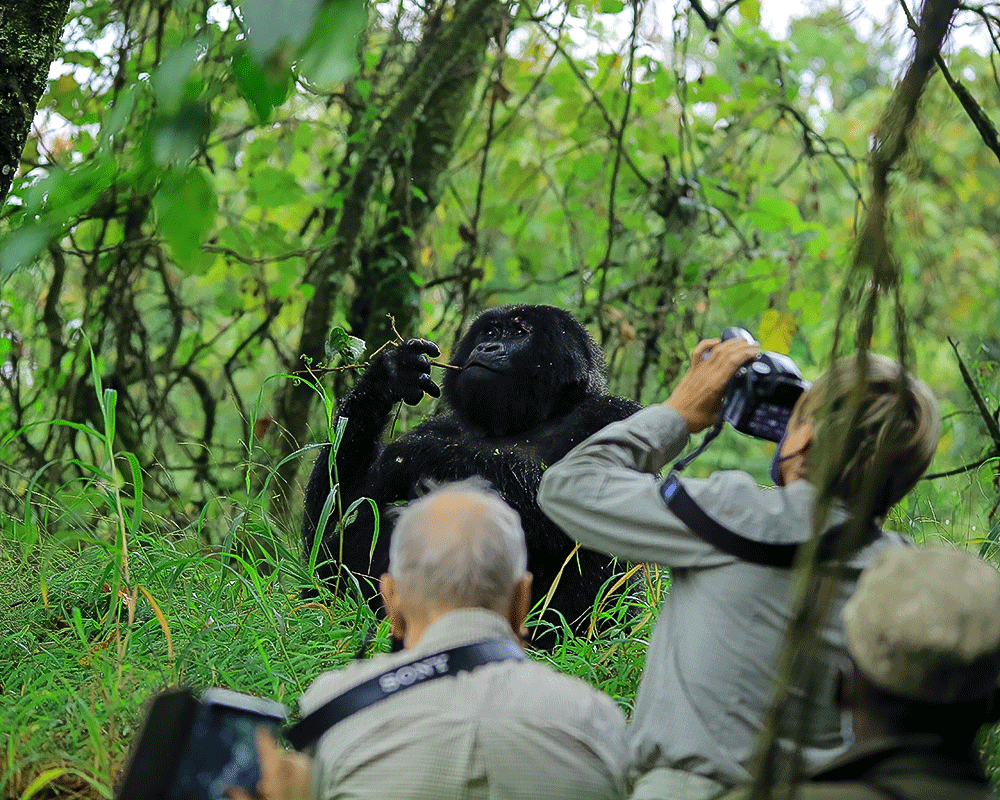 Best Camera Gear for Gorilla Trekking (2026 Updated List)
