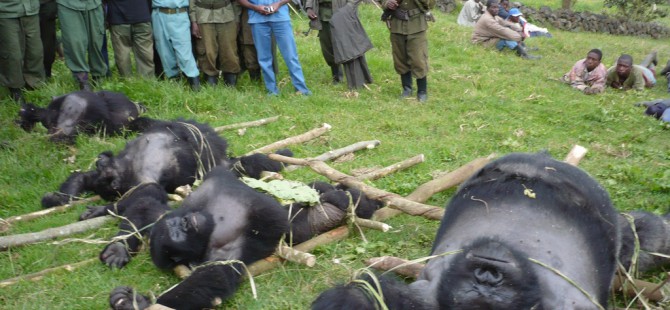 How Gorilla Tourism Supports Mountain Gorilla Conservation