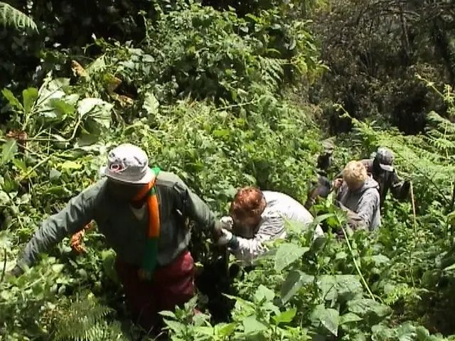 What Happens on Gorilla Trekking Day?