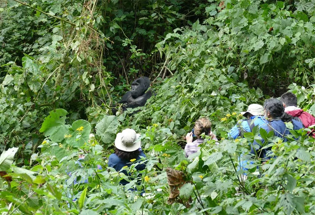 Best Time to Visit Volcanoes National Park