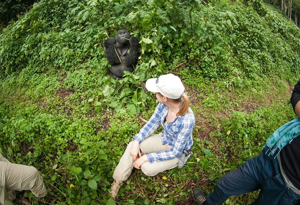 Best Family-Friendly Lodges Near Gorilla Parks (2026 Picks)