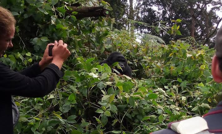 Why You Get Only 1 Hour With the Gorillas