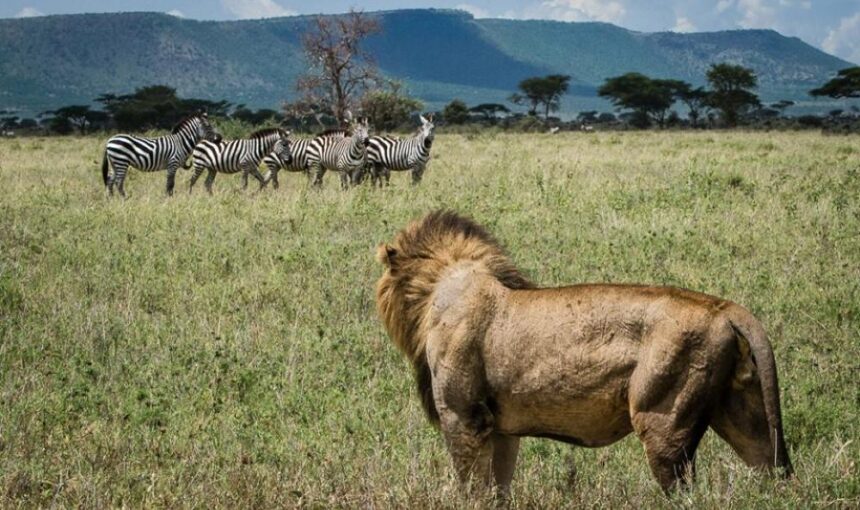 Rwanda Safari