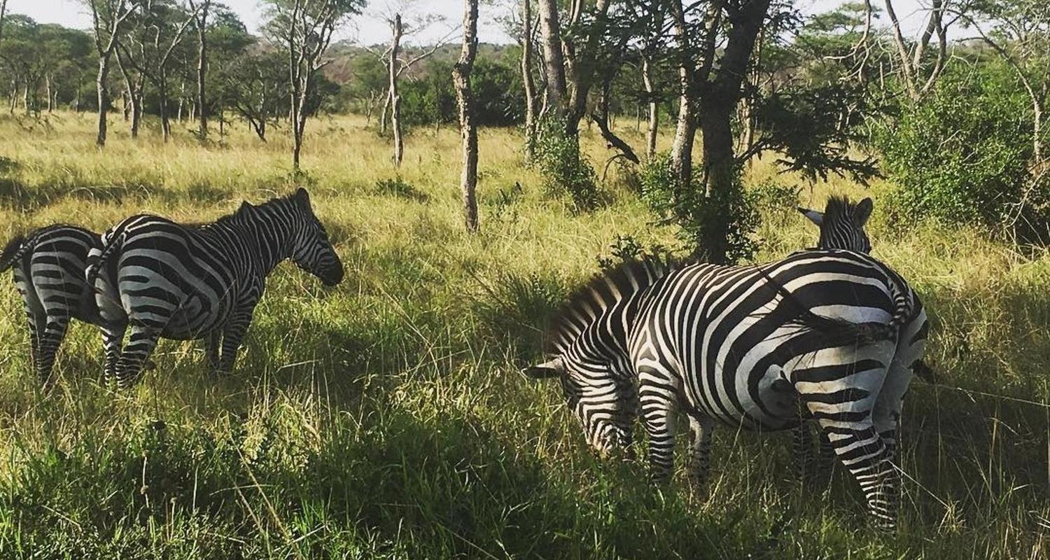 Luxury Rwanda Safari & Budget Options