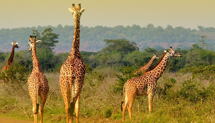 Best Time for a Rwanda Safari