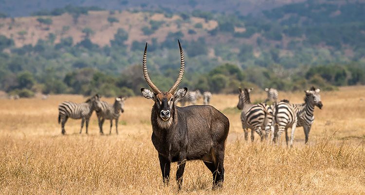 What Is a Rwanda Safari?