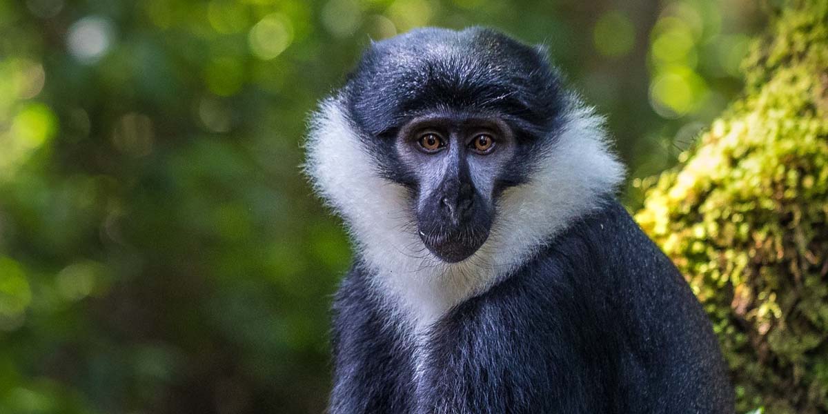 Rwanda Safari