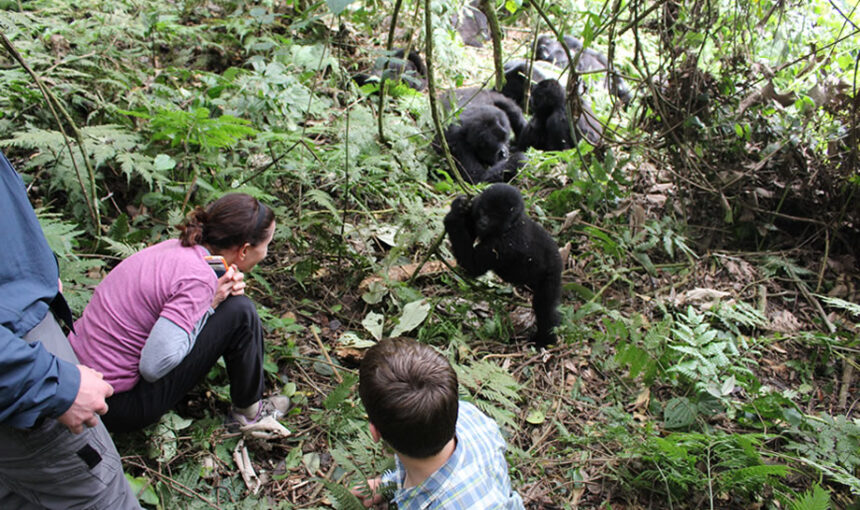 Gorilla Trekking for Families