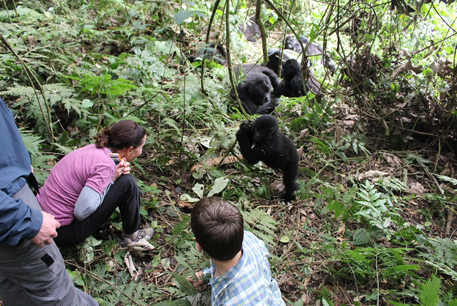 Gorilla Trekking for Families