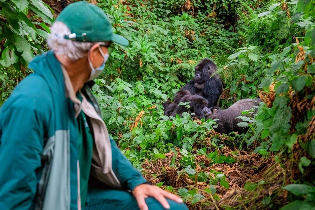 Where to Go: Rwanda vs Uganda vs DRC – A Solo Traveler's Comparison