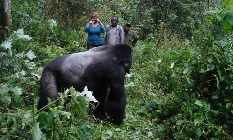 Gorilla Trekking for Solo Travelers