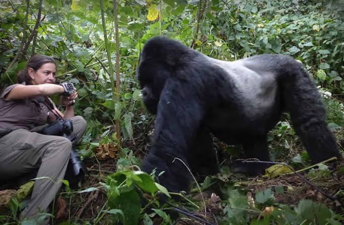 Gorilla Trekking for Solo Travelers