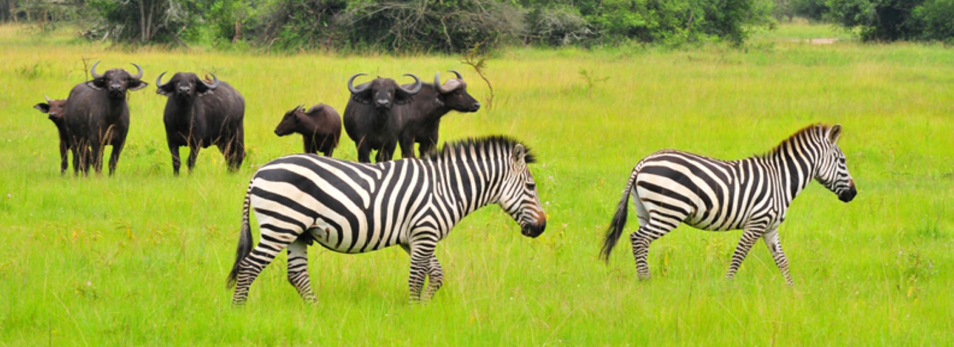How Much Does a Uganda Wildlife Safari Cost?