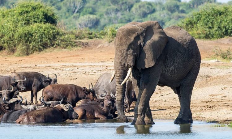 Wildlife in Uganda​ The Big Five in Uganda 