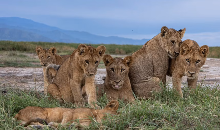 Wildlife in Uganda​