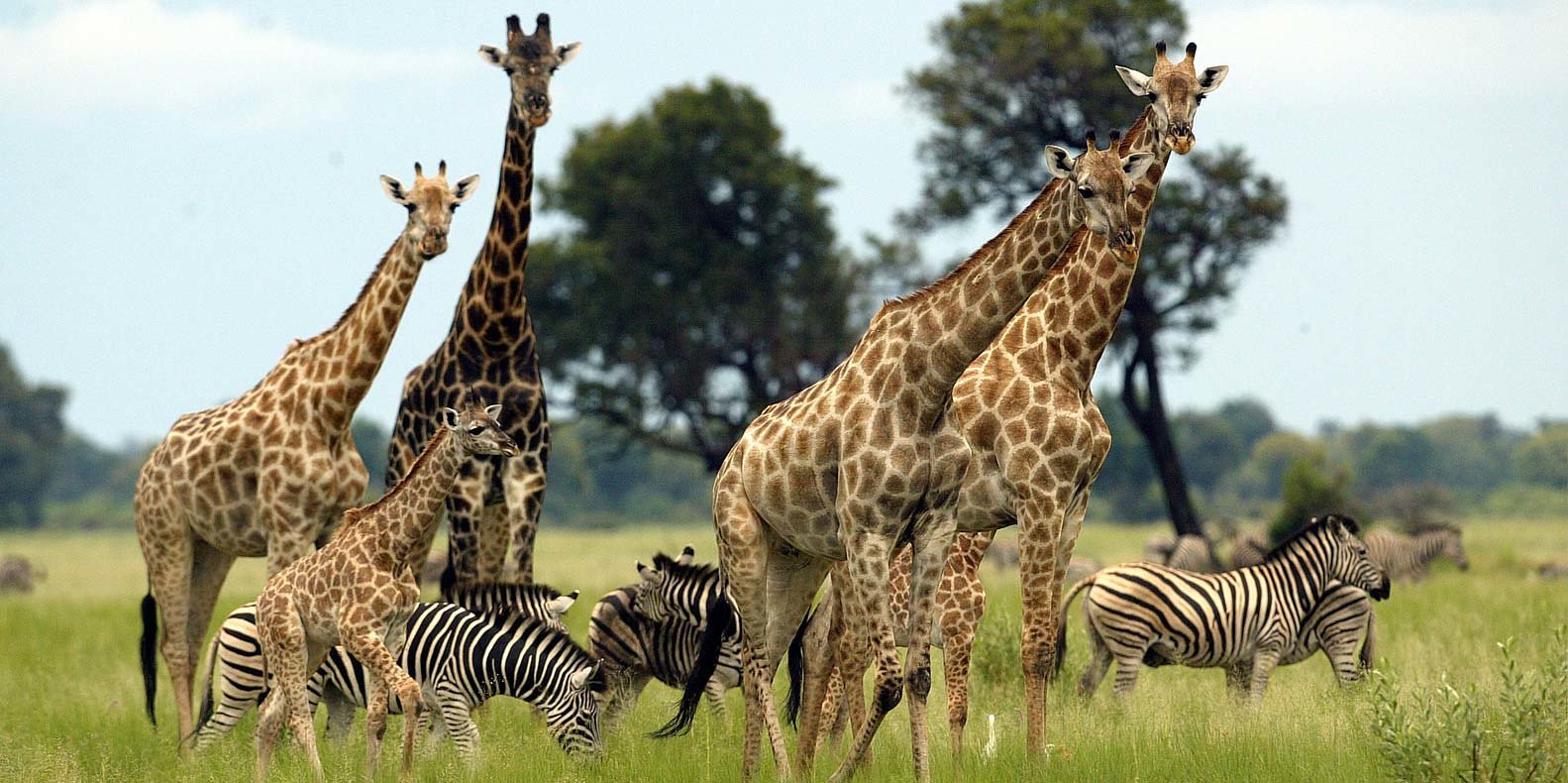 Wildlife in Uganda | Why Uganda Is One of Africa's Top Wildlife Destinations
