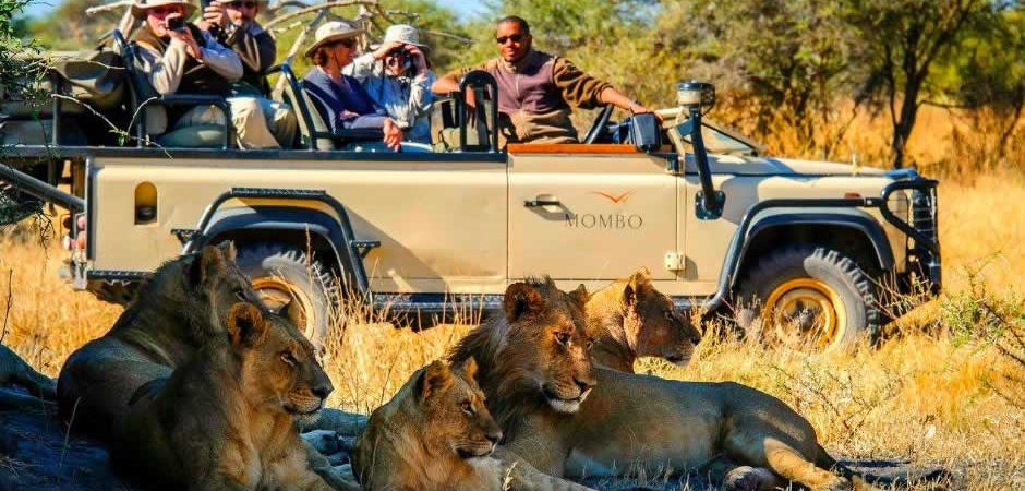Best Time to See Wildlife in Uganda