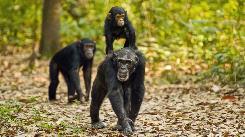 10 Days Uganda Rwanda Gorilla Safaris | Day 4: Kibale Chimpanzee Trekking & Transfer to Queen Elizabeth National Park
