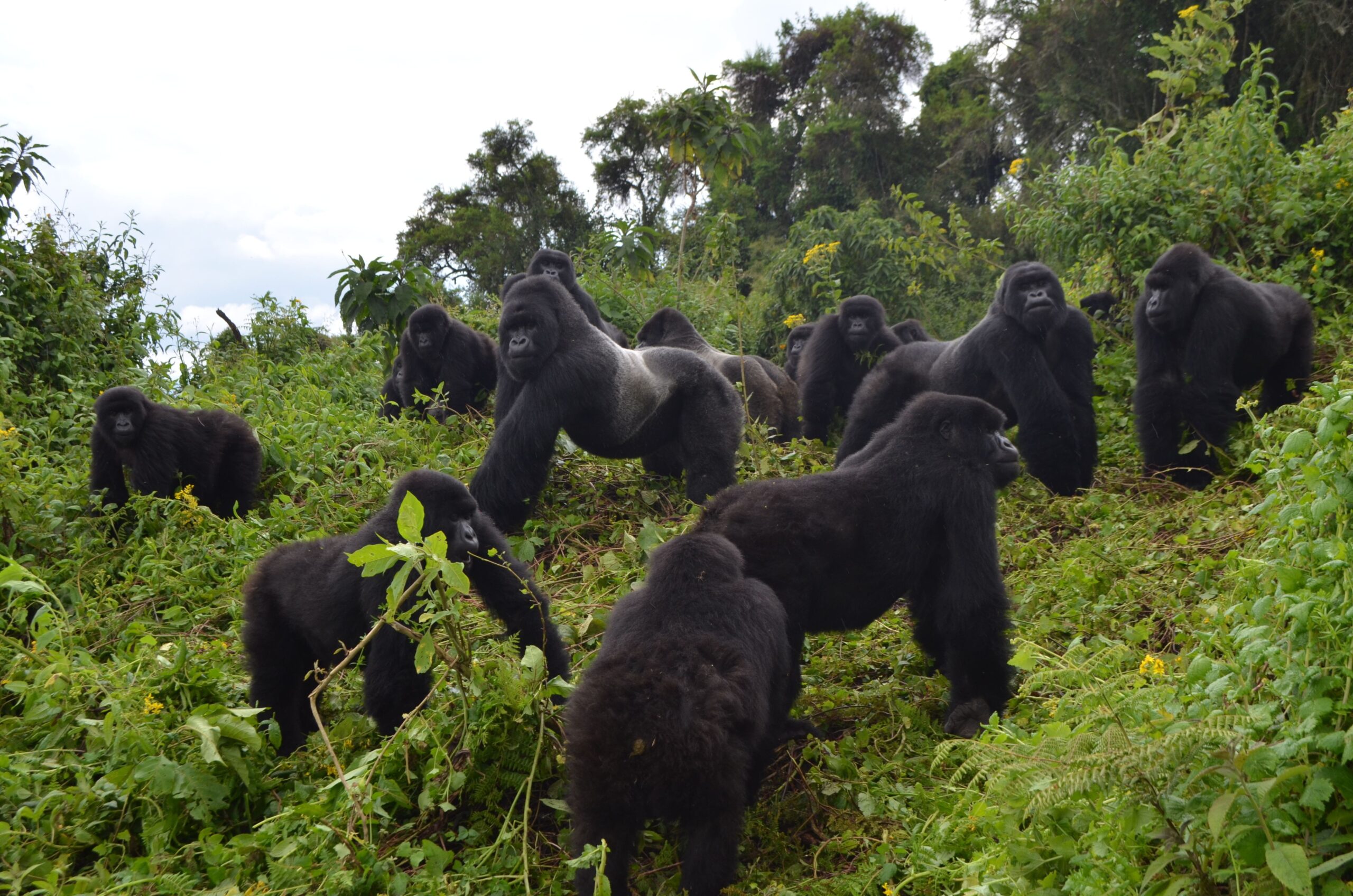 Wildlife in Uganda: Primates You Can See in Uganda