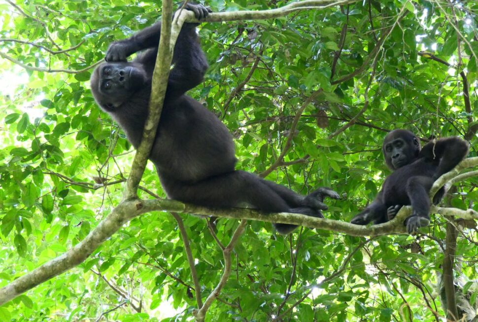 Do Gorillas Climb Trees?