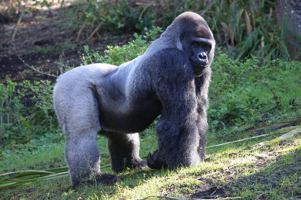 What Is an Eastern Lowland Gorilla (Grauer's Gorilla)?