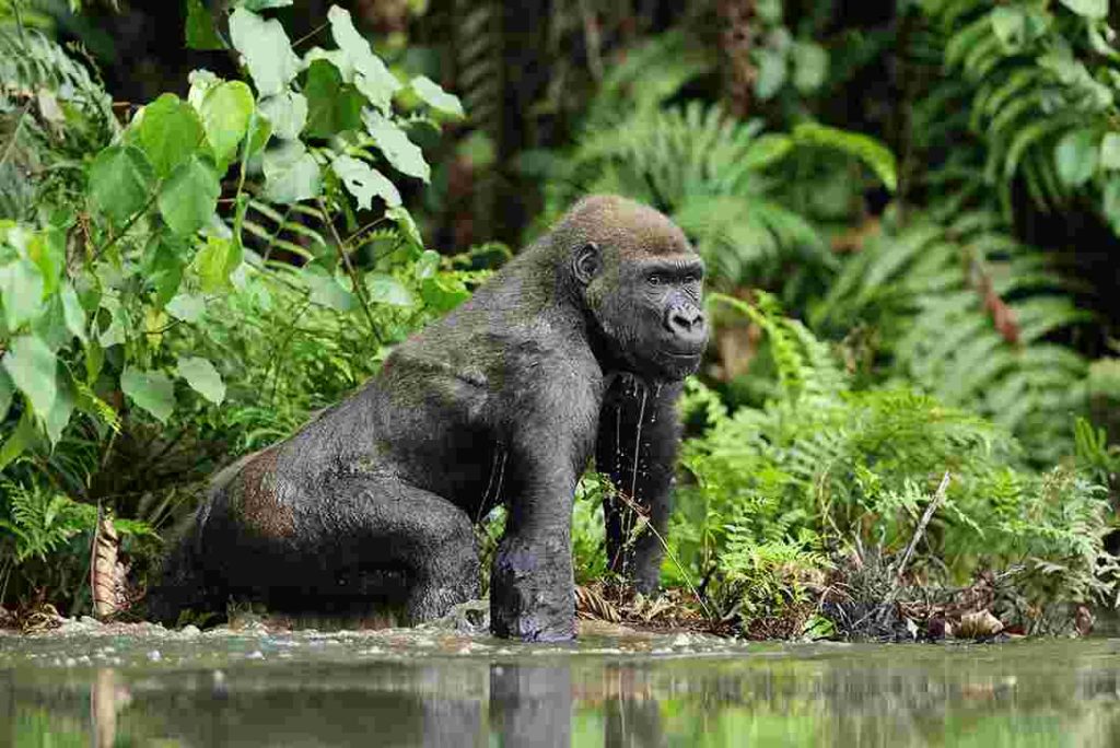 Eastern Lowland Gorillas Trekking Costs, Permits, and Logistics (2026 Guide)