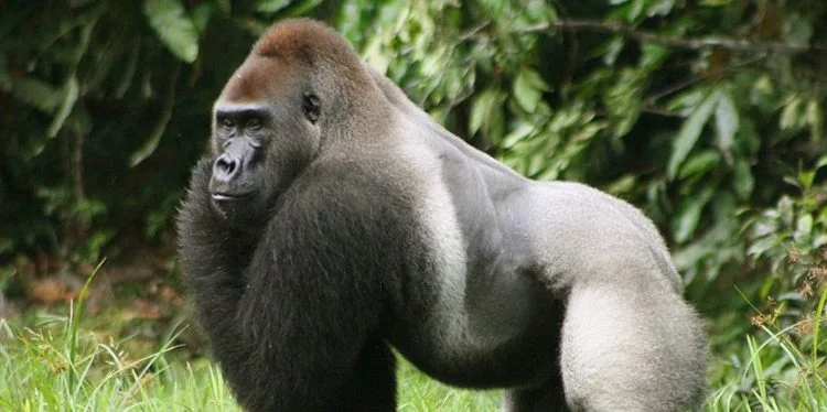 What Are Eastern Lowland Gorillas? Facts, Habitat & Threats