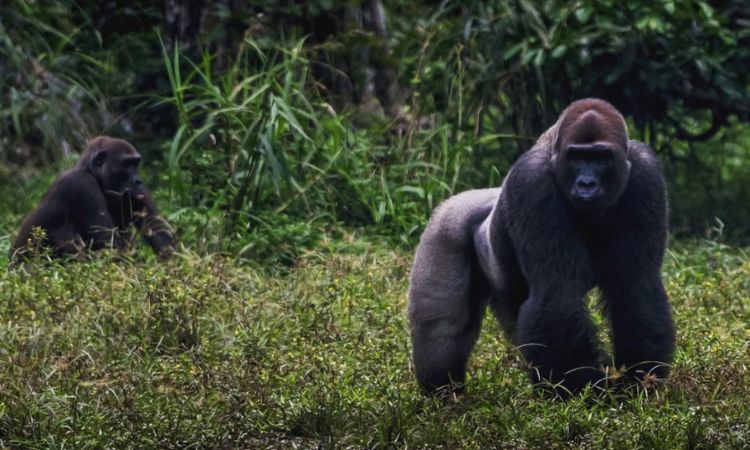 eastern lowland gorillas habitat
