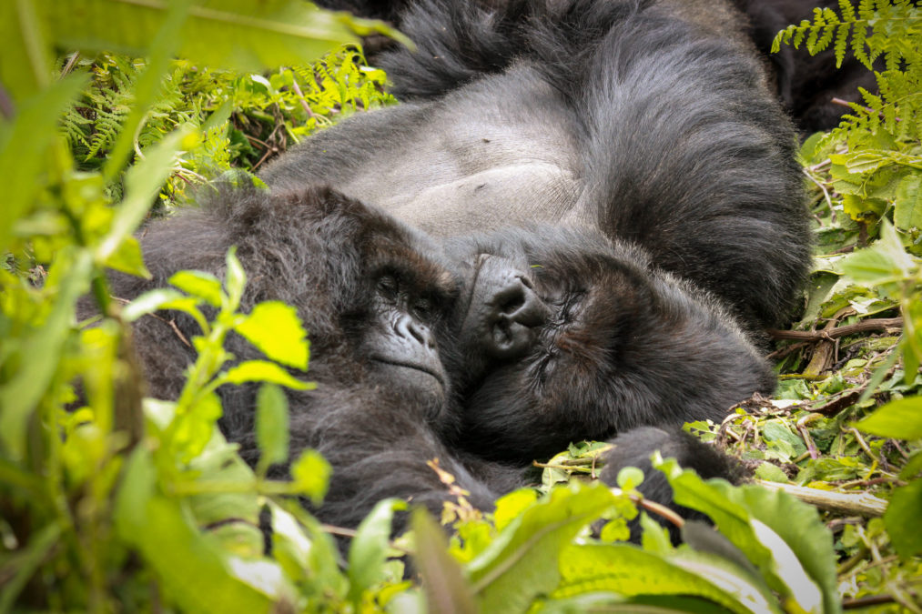 Where Do Gorillas Sleep? Habitat-Specific Nesting Sites