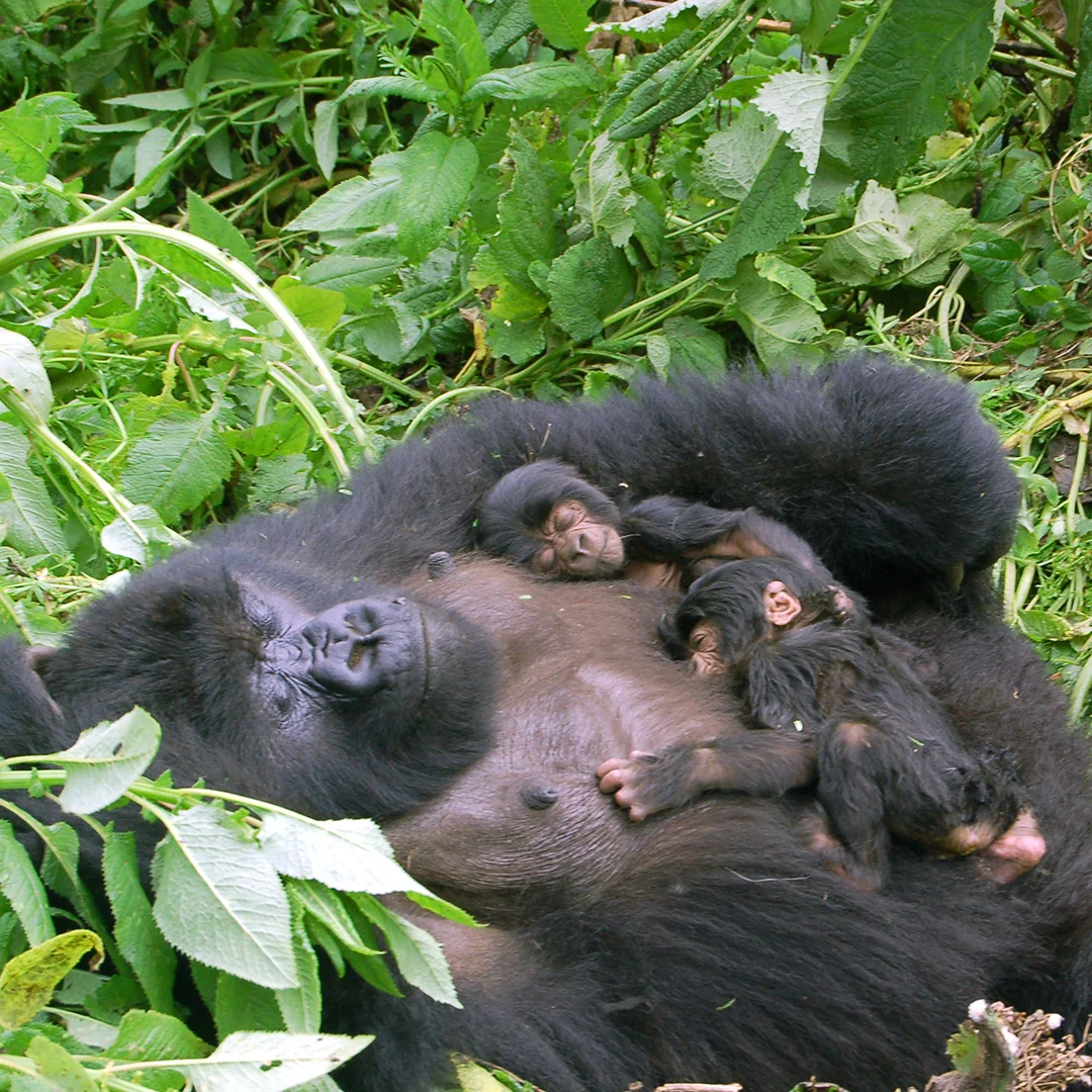 How Long Do Gorillas Sleep?
