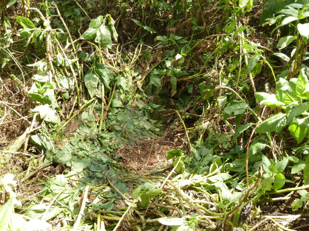 How Guides Use Nest Evidence to Find Gorillas at Dawn