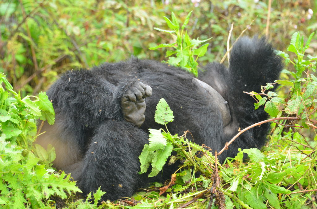 Where Do Gorillas Sleep?