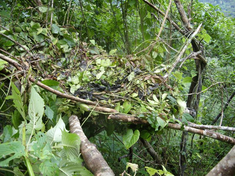 Gorilla Nest Building: Architecture Without Tools