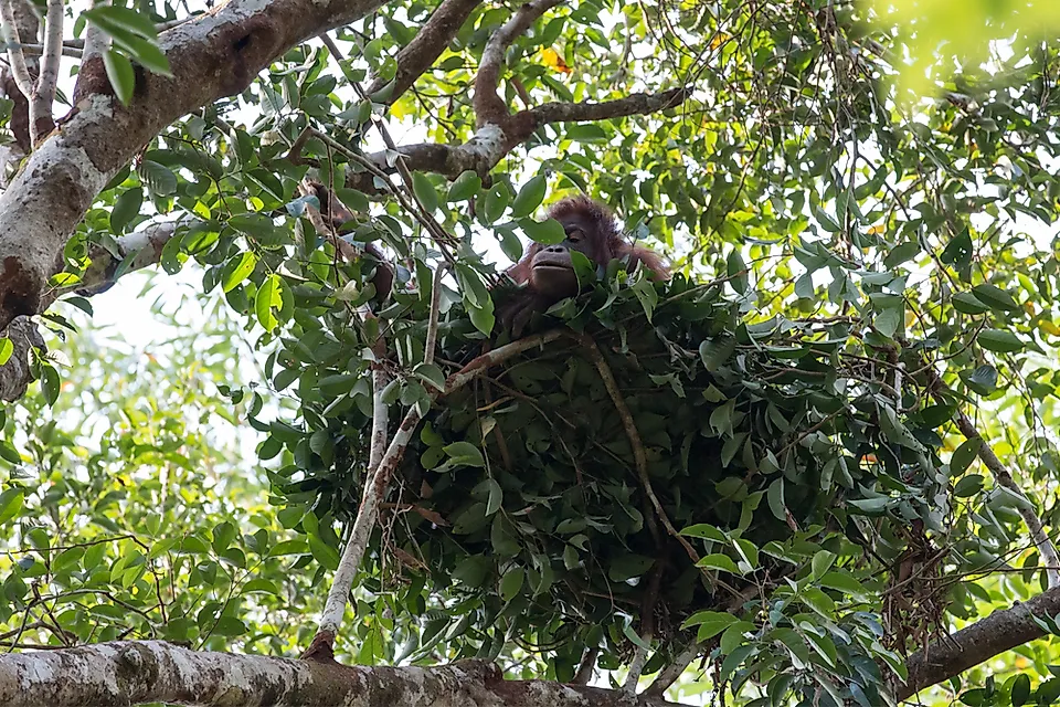 Mountain Gorillas vs Lowland Gorillas