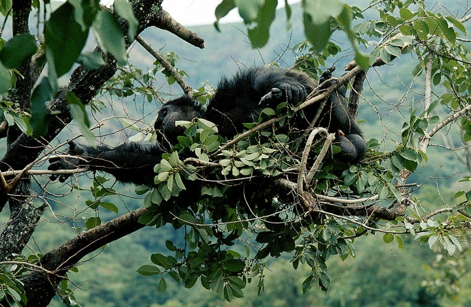 How Do Gorillas Sleep​