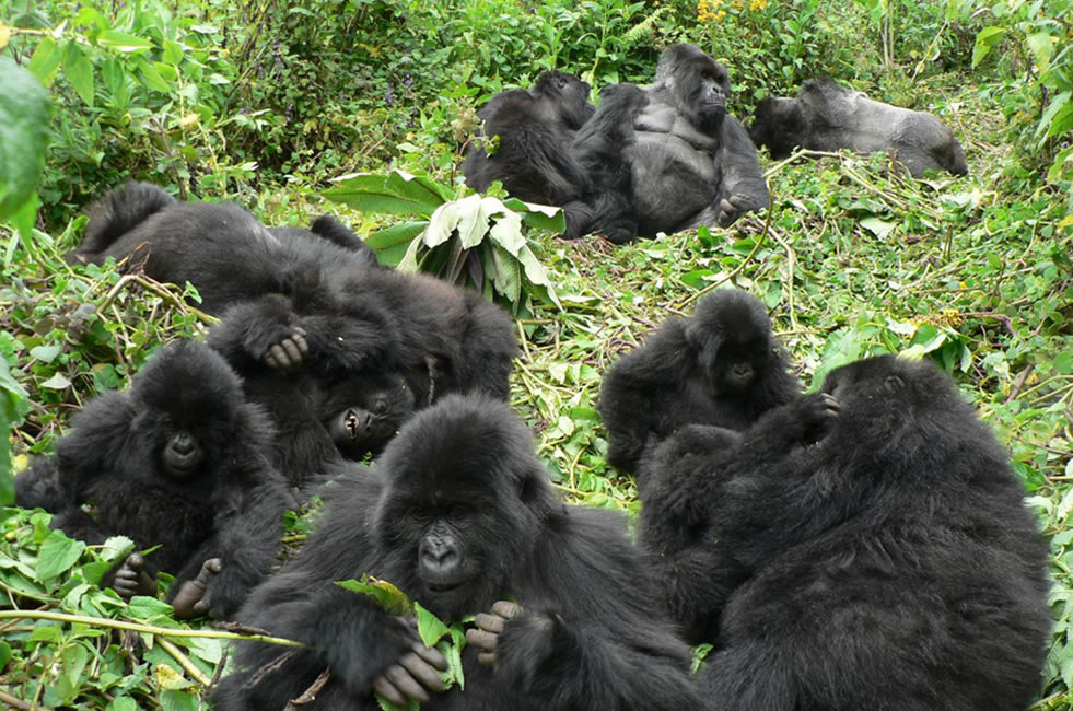 Mountain Gorilla Behavior and Social Structure