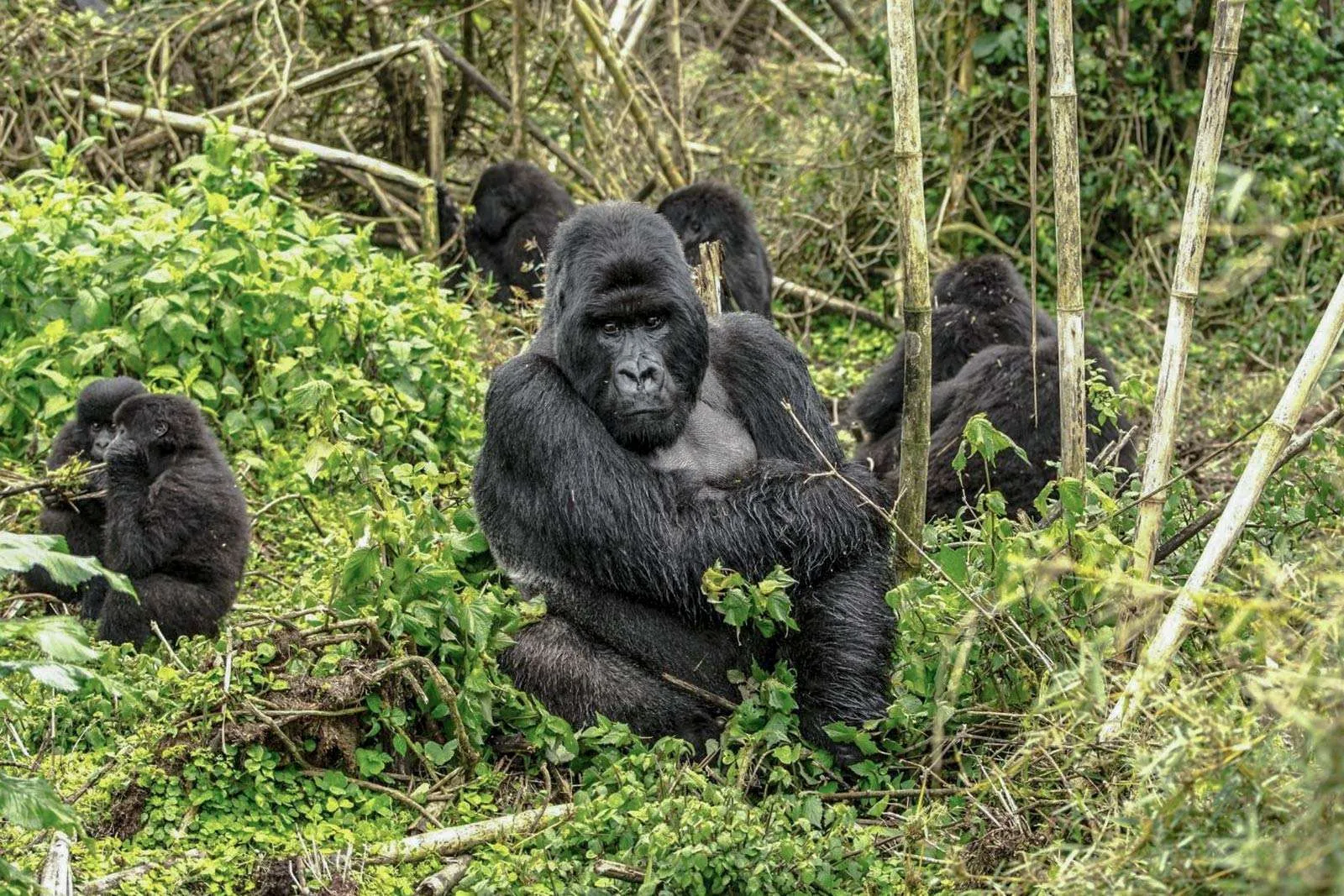 Features of a Mountain Gorilla