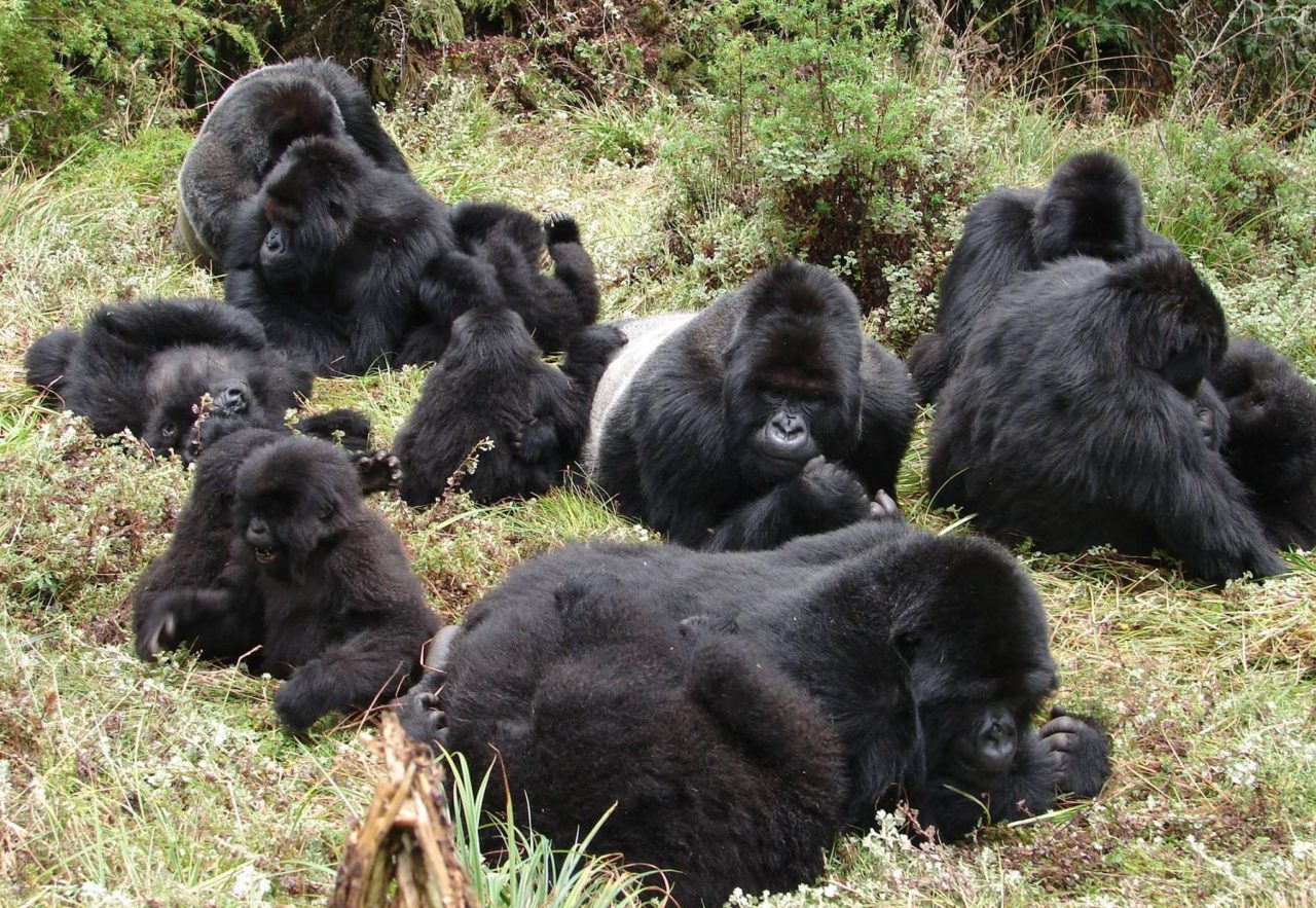 The Science: Do Apes and Gorillas Have Sweat Glands?