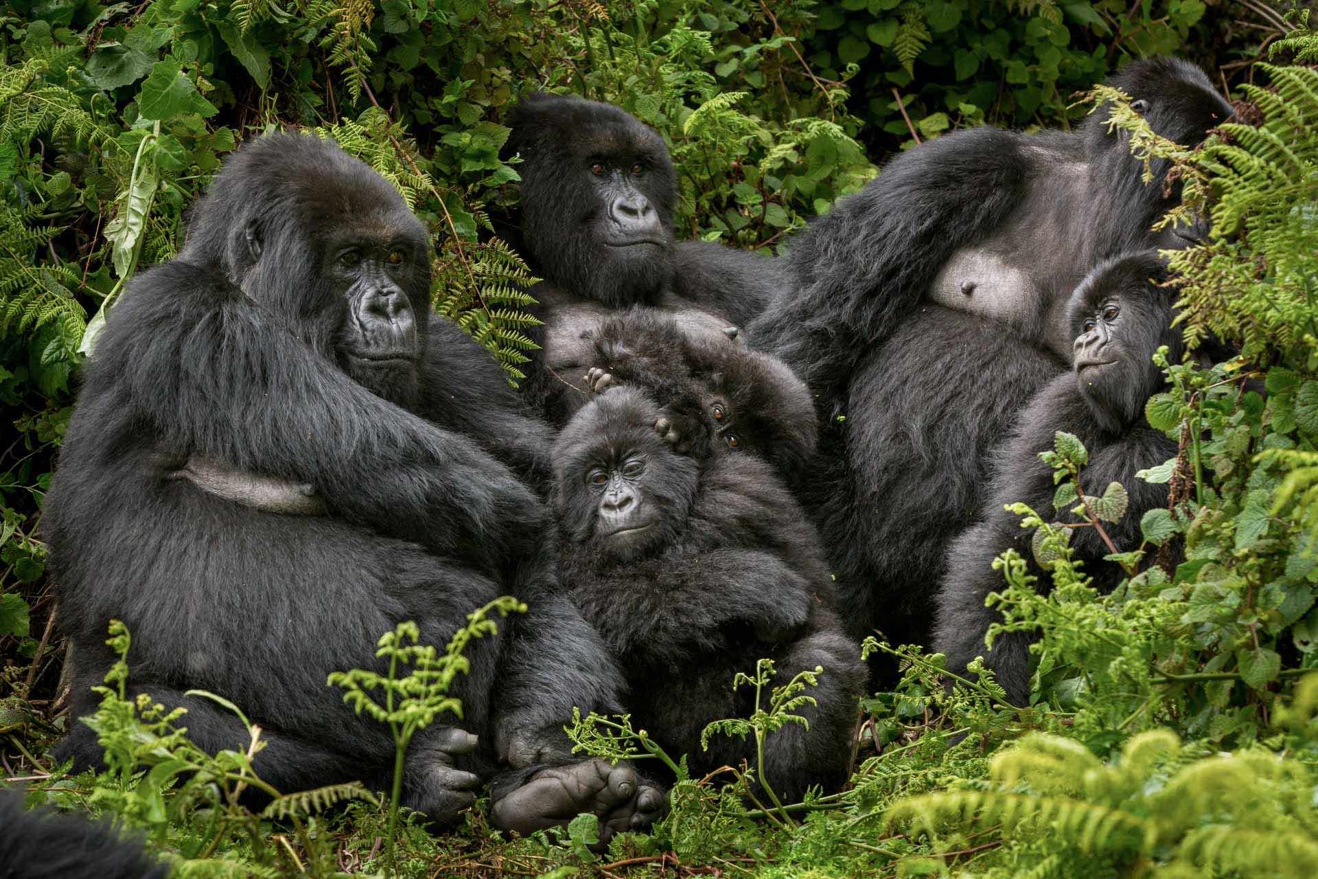 Mountain Gorilla Intelligence and Personality