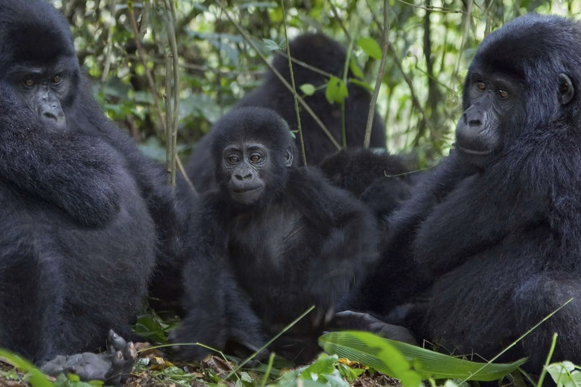 How Do Gorillas Cool Down? (Behavioral Thermoregulation)