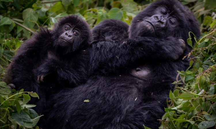Do Gorillas Sweat?