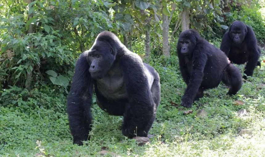 Features of a Mountain Gorilla