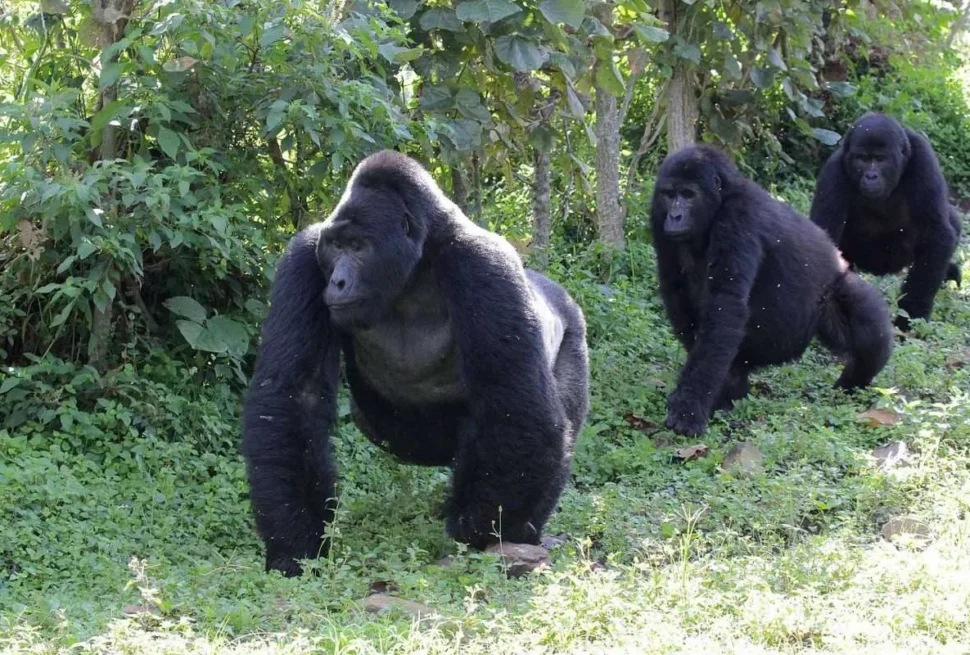 Features of a Mountain Gorilla