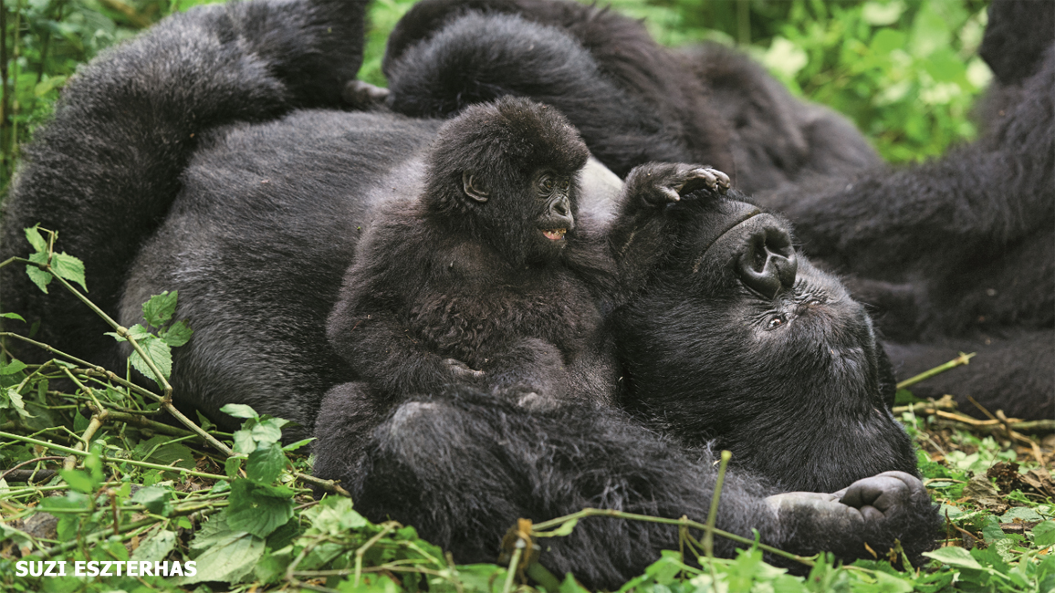 What Gorilla Night Routines Look Like