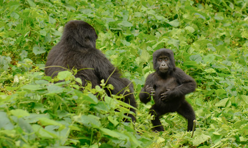 Where Do Gorillas and Lions Live?
